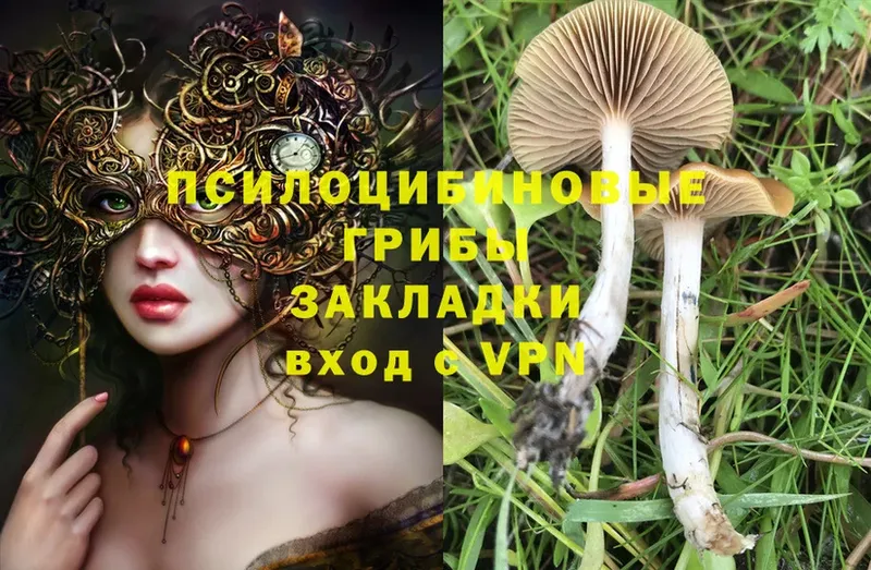 KRAKEN   Курлово  мориарти телеграм  Псилоцибиновые грибы GOLDEN TEACHER 